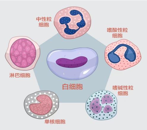 一分钟了解血常规之白细胞